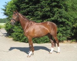 broodmare First Chance L (Westphalian, 2001, from Fibonacci)