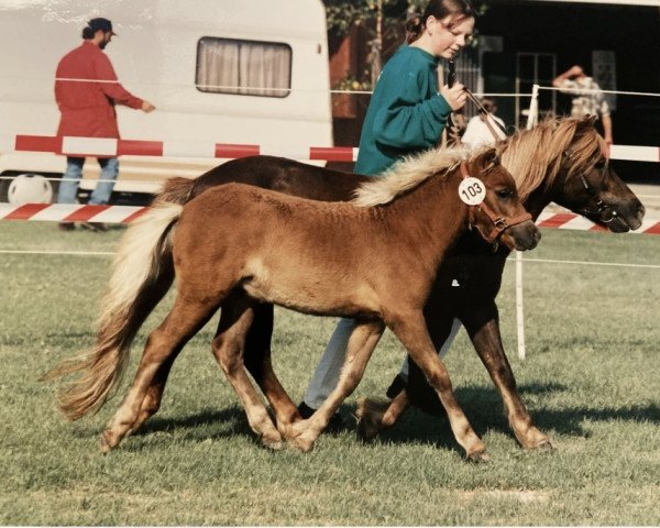 Zuchtstute Laila (Shetland Pony, 1981, von Iltis 80 S)