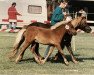 broodmare Laila (Shetland Pony, 1981, from Iltis 80 S)