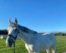 Pferd Rituano (Polnisches Warmblut, 2011, von Correro)