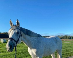 Pferd Rituano (Polnisches Warmblut, 2011, von Correro)