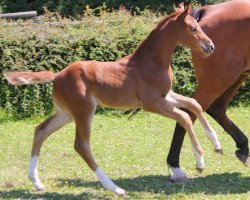 Springpferd Quelle idée farfelue (Belgisches Warmblut, 2022, von Farfelu de Muze)