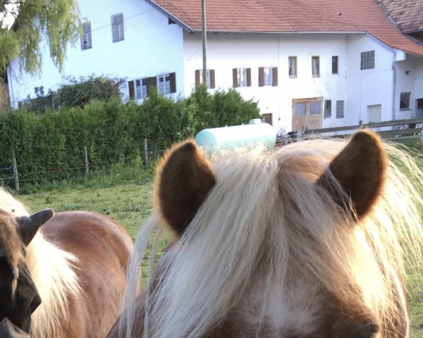 Zuchtstute Larinchen (Shetland Pony, 2001, von Milan van de Geest)