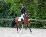 dressage horse Three Stars Rainbow (Welsh-Cob (Sek. C), 2016, from Ridgehill Rhydian)