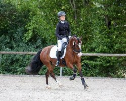 dressage horse Three Stars Rainbow (Welsh-Cob (Sek. C), 2016, from Ridgehill Rhydian)