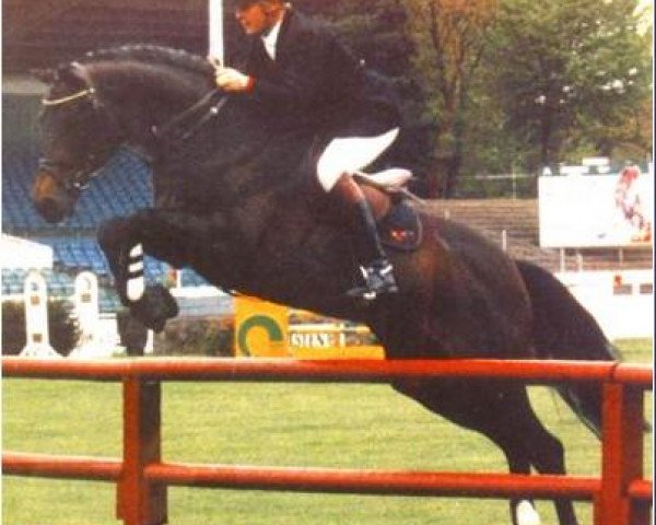 stallion Landino (Holsteiner, 1986, from Landgraf I)