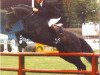Pferd Landino (Holsteiner, 1986, von Landgraf I)