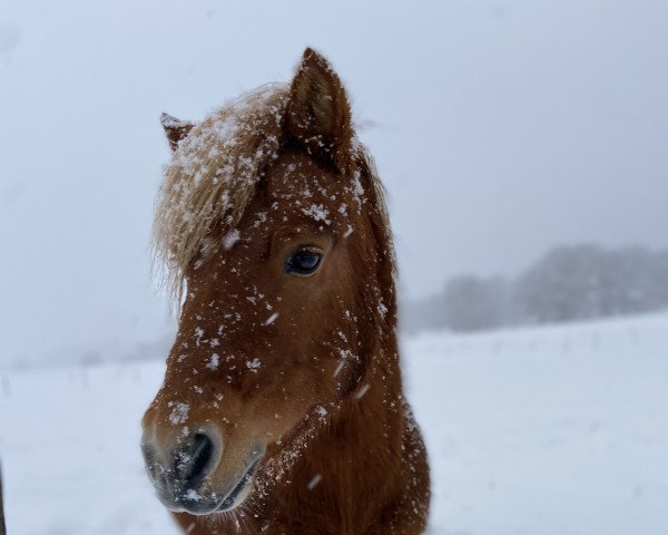 Deckhengst Karino (Shetland Pony, 2004, von Kadosa A 135)