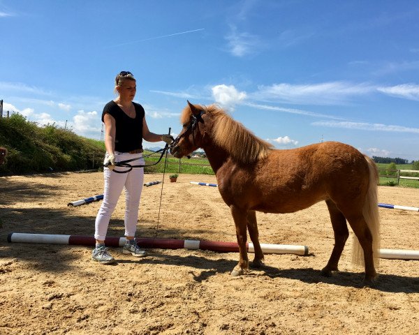 Zuchtstute Joslehofs Alice im Wunderland (Shetland Pony, 2016, von Waulkmill Macrory)