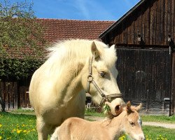 Zuchtstute Joslehofs Caty Perry (Kleines Deutsches Pony, 2011, von Mylord)