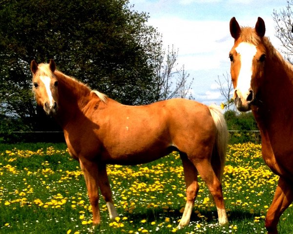 broodmare Cleopatra (German Riding Pony, 1997, from De Merel´s Demis)