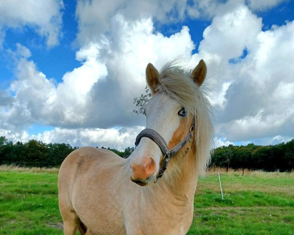 Pferd Óskar von Himmighausen (Islandpferd, 2017, von Þyrnir frá Breiđavađi)