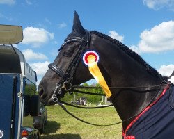 dressage horse Carpe Diem Sf (Trakehner, 2009, from Tanzpartner)