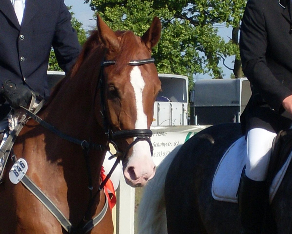 broodmare Raya (Holsteiner, 2001, from Calido I)