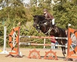 jumper Gem of India 3 (Hanoverian, 2013, from Gem of India)