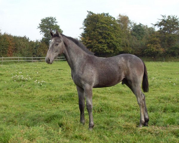 jumper Cancant (Holsteiner, 2008, from Cancara)