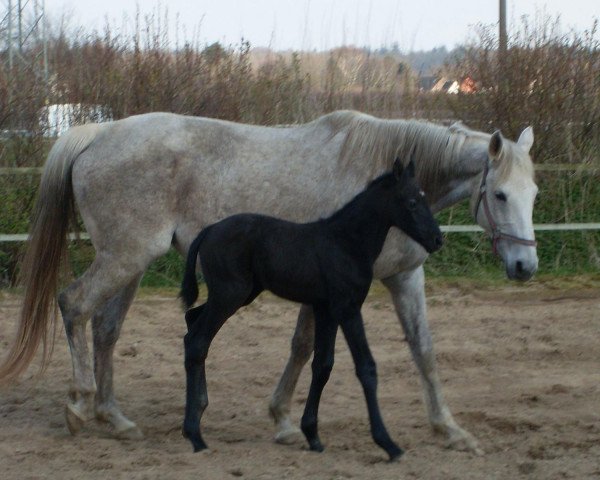 broodmare Irina VIII (Holsteiner, 1994, from Exorbitant xx)