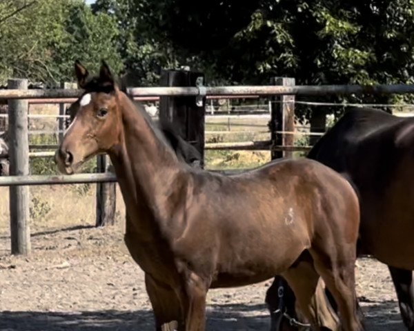 jumper Dylan (Oldenburg show jumper,  , from Diego de Semilly)