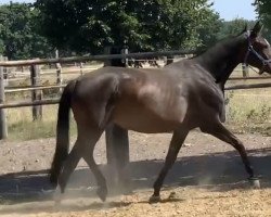 broodmare Hannelore II (German Sport Horse, 2015, from Stakkato Gold)