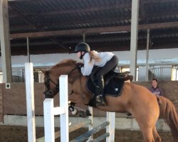 jumper Denny Cool (German Riding Pony, 2017, from Dynamic Star)