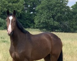 broodmare La Vita Vera (Zangersheide riding horse, 2018, from Carcassonne)