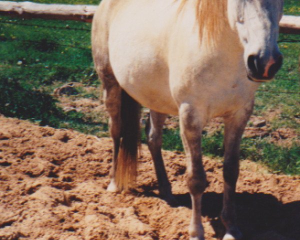 Zuchtstute Sheila (Deutsches Reitpony,  )