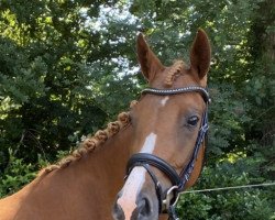 dressage horse Belle Fleur (German Riding Pony, 2019, from Dancing Star)