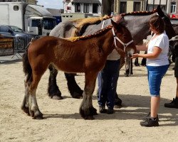 horse Wesley van Issegem (Brabant/Belgian draft horse, 2022, from Jim van 't Roetaart)