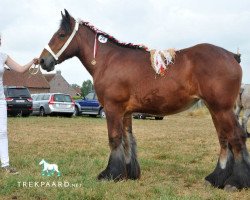 Pferd Orfee van de Parelhoeve (Brabanter/Belgisches Kaltblut, 2017, von Max van Schermershoek van Vlaams-Brabant)