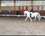 dressage horse Clogheen Rio (Welsh, 2012)