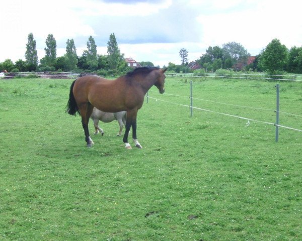horse Argentina (Oldenburg show jumper, 1996, from Argentan I)