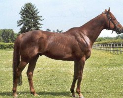 stallion Key Royal XX (Thoroughbred, 1994, from Royal Academy xx)