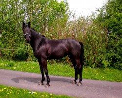 Pferd Flamenka (Westfale, 1999, von Florestan I)