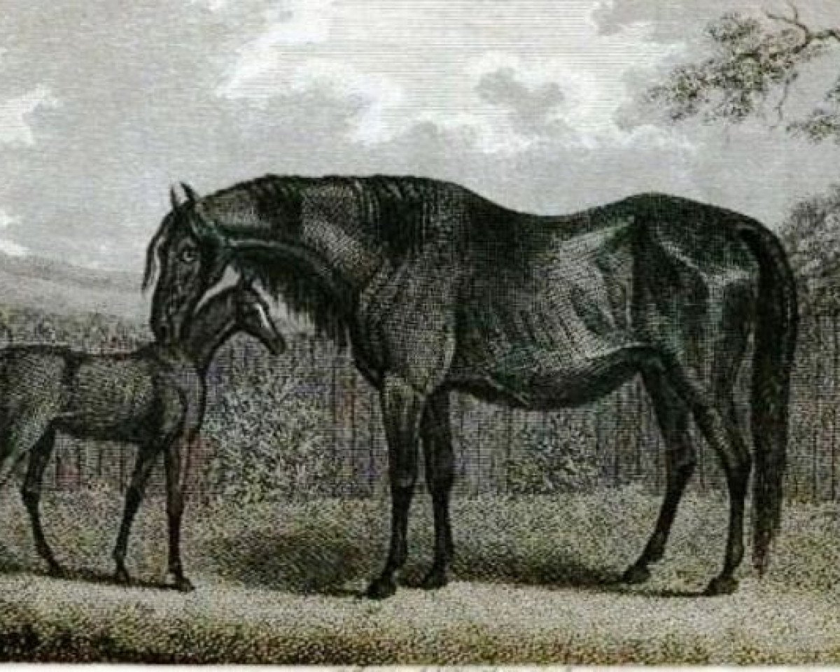 broodmare Eclipse Mare xx (Thoroughbred, 1775, from Eclipse xx)