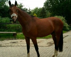 dressage horse Seven Up (Westphalian, 2008, from Sandro Hit)