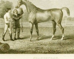 stallion Shakespeare xx (Thoroughbred, 1745, from Hobgoblin xx)