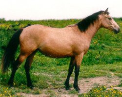 Zuchtstute Iolisca d'Haryns (Französisches Pony, 1996, von Olisco)