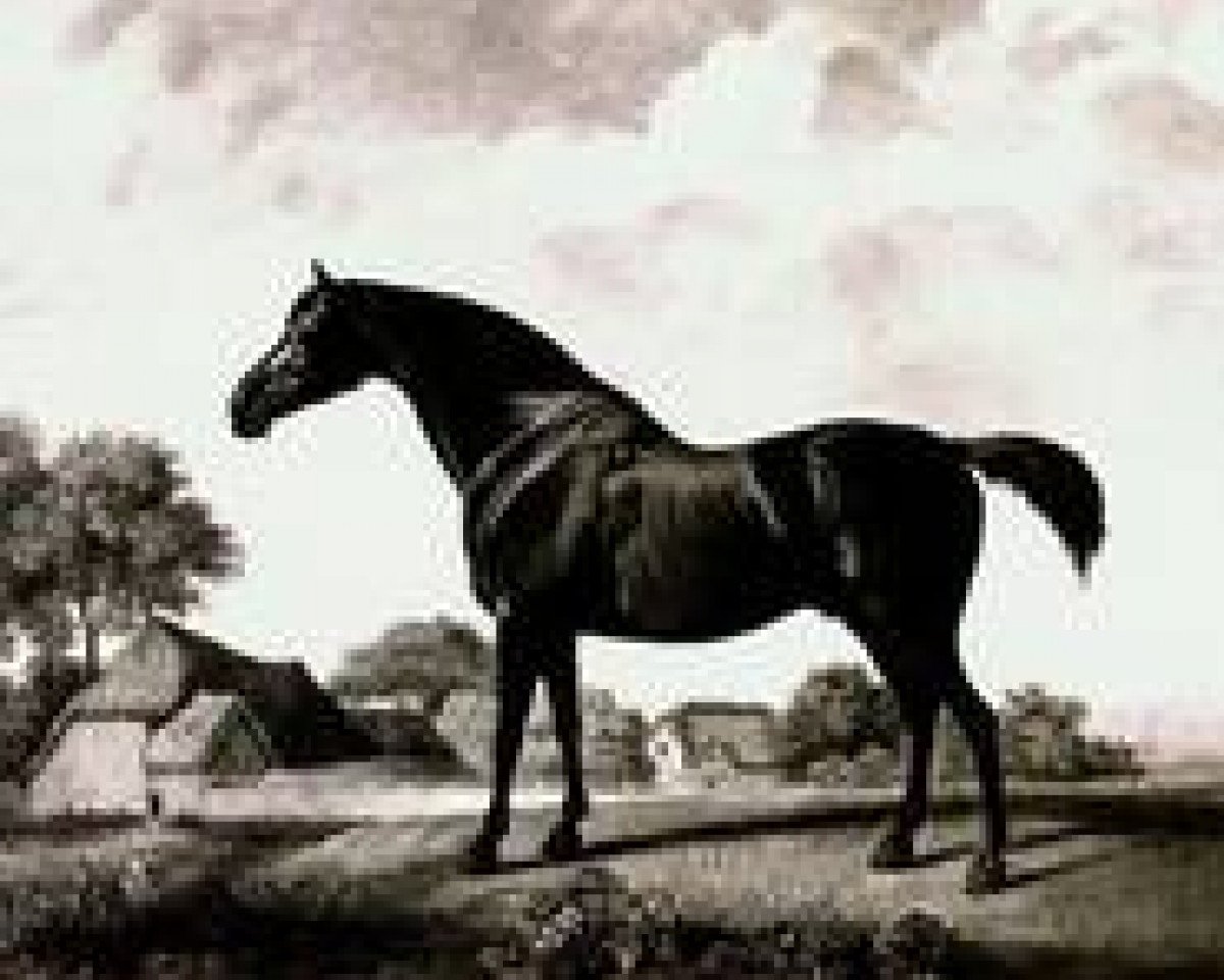 stallion Sweetbriar xx (Thoroughbred, 1768, from Syphon xx)