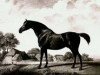 stallion Sweetbriar xx (Thoroughbred, 1768, from Syphon xx)