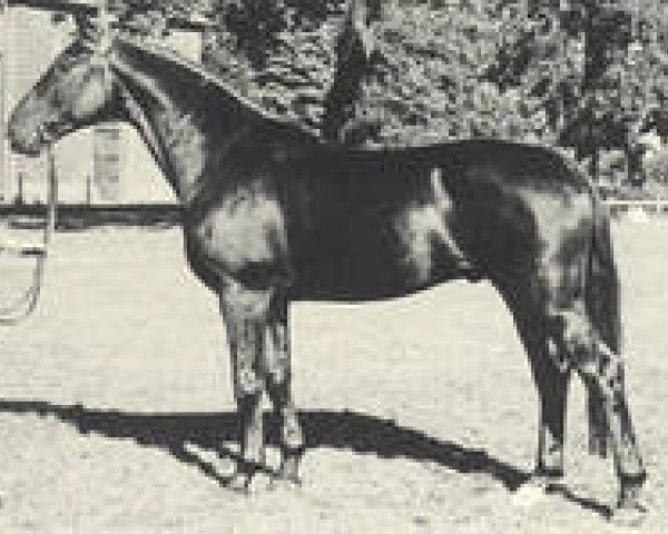 Pferd Domspatz (Hannoveraner, 1952, von Dömitz I)