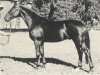 horse Domspatz (Hanoverian, 1952, from Dömitz I)