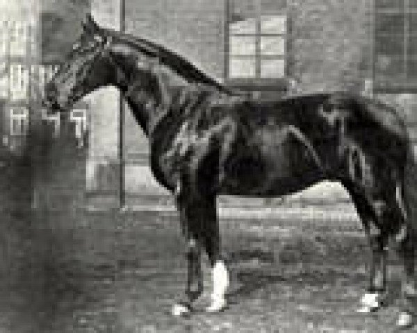 stallion Ferrara (Hanoverian, 1935, from Feinschnitt I)