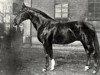 stallion Ferrara (Hanoverian, 1935, from Feinschnitt I)