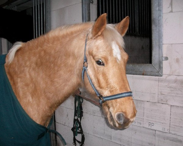 dressage horse Dolfino (German Riding Pony, 1996, from Delgado)