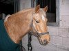 dressage horse Dolfino (German Riding Pony, 1996, from Delgado)