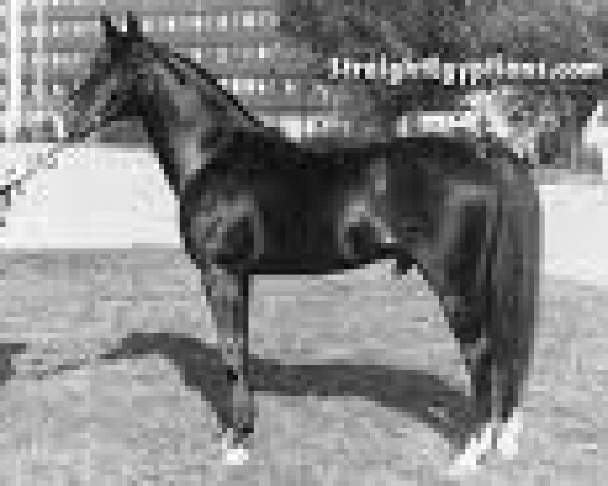 stallion El Aswad 1974 EAO (Arabian purebred, 1974, from Ibn Galal 1966 EAO)