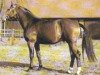 stallion Wendenburg (Hanoverian, 1975, from Wendekreis)