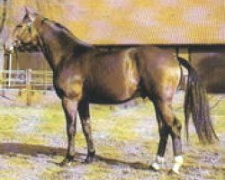 stallion Wendenburg (Hanoverian, 1975, from Wendekreis)