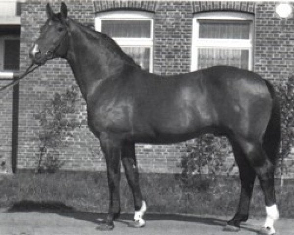 horse Wendekreis (Hanoverian, 1967, from Ferdinand)