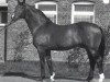 horse Wendekreis (Hanoverian, 1967, from Ferdinand)